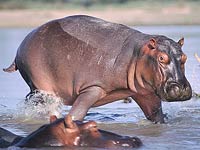 Hippopotamus image