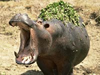 Hippopotamus picture hippo