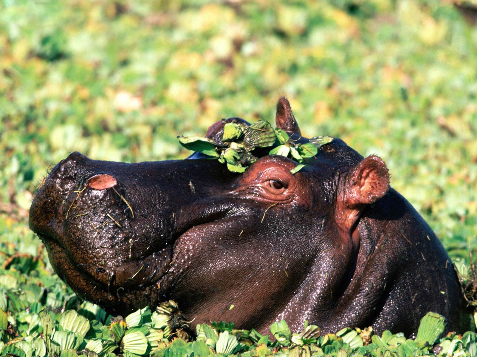 free Hippopotamus (Hippo)  wallpaper wallpapers download