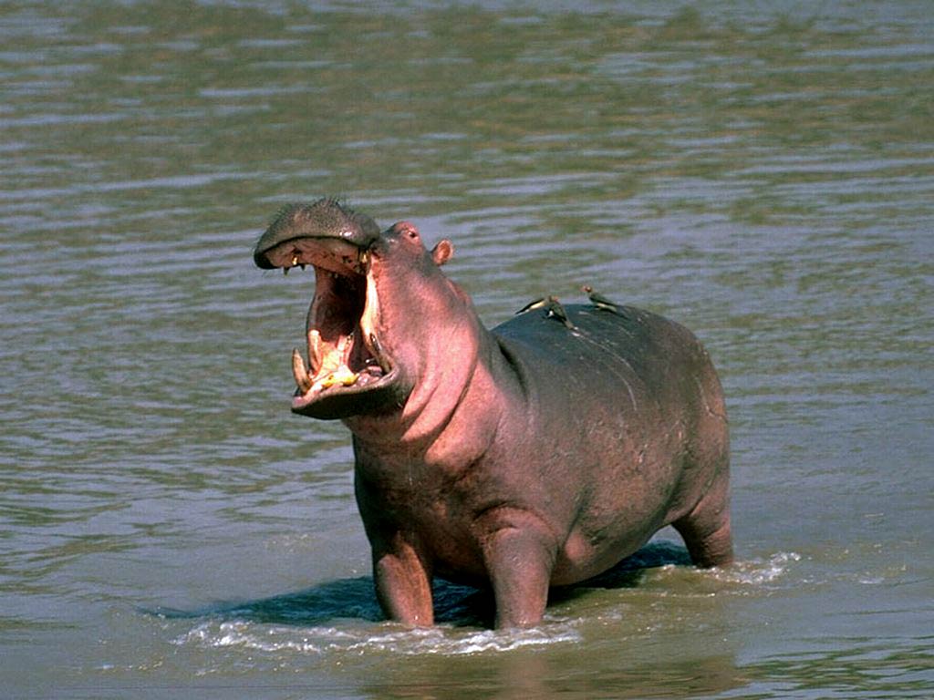 free Hippopotamus (Hippo)  wallpaper wallpapers download