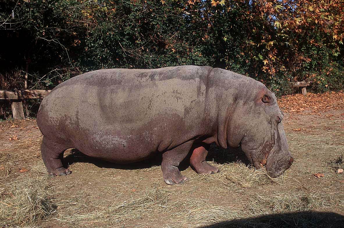 free Hippopotamus (Hippo) wallpaper wallpapers and background
