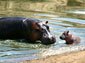 Hippopotamus wallpaper