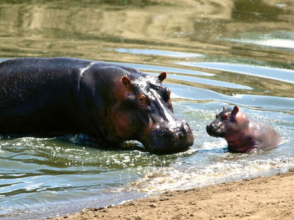 Free Hippopotamus (Hippo) Wallpaper - Animals Town