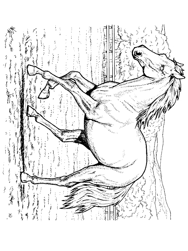 free Horse coloring page