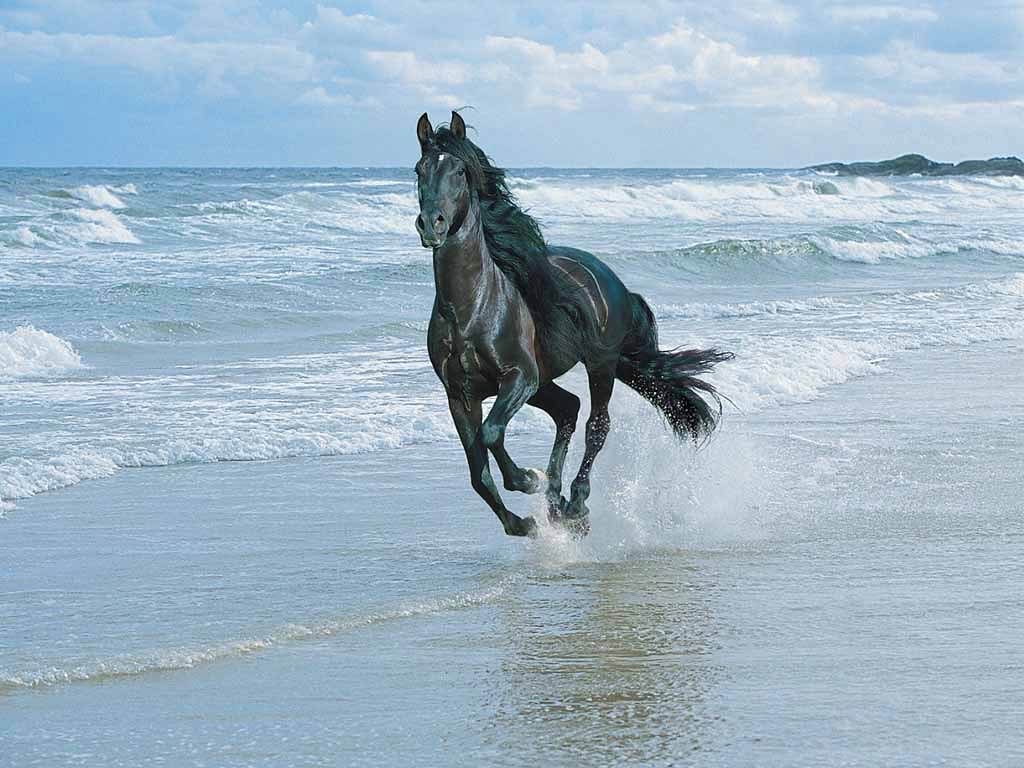 free Horse wallpaper wallpapers download