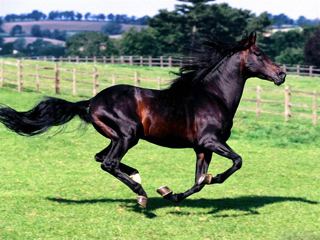 free Horse wallpaper wallpapers and background