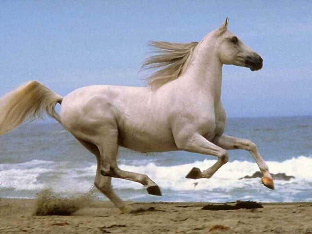 free Horse wallpaper wallpapers download