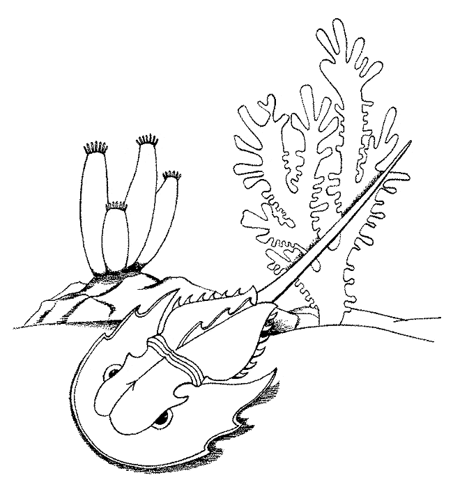 free Horseshoe Crab  coloring page