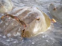 Horseshoe Crab picture