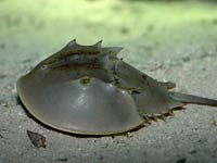 Horseshoe Crab image