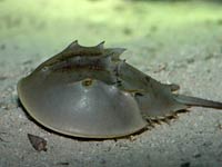 Horseshoe Crab picture