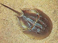 Horseshoe Crab