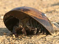 Horseshoe Crab picture