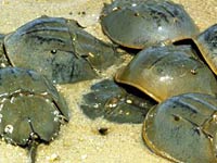 Horseshoe Crab picture