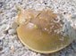 Horseshoe Crab wallpaper