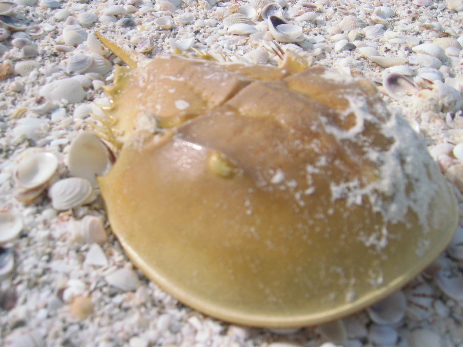 free Horseshoe Crab wallpaper wallpapers download