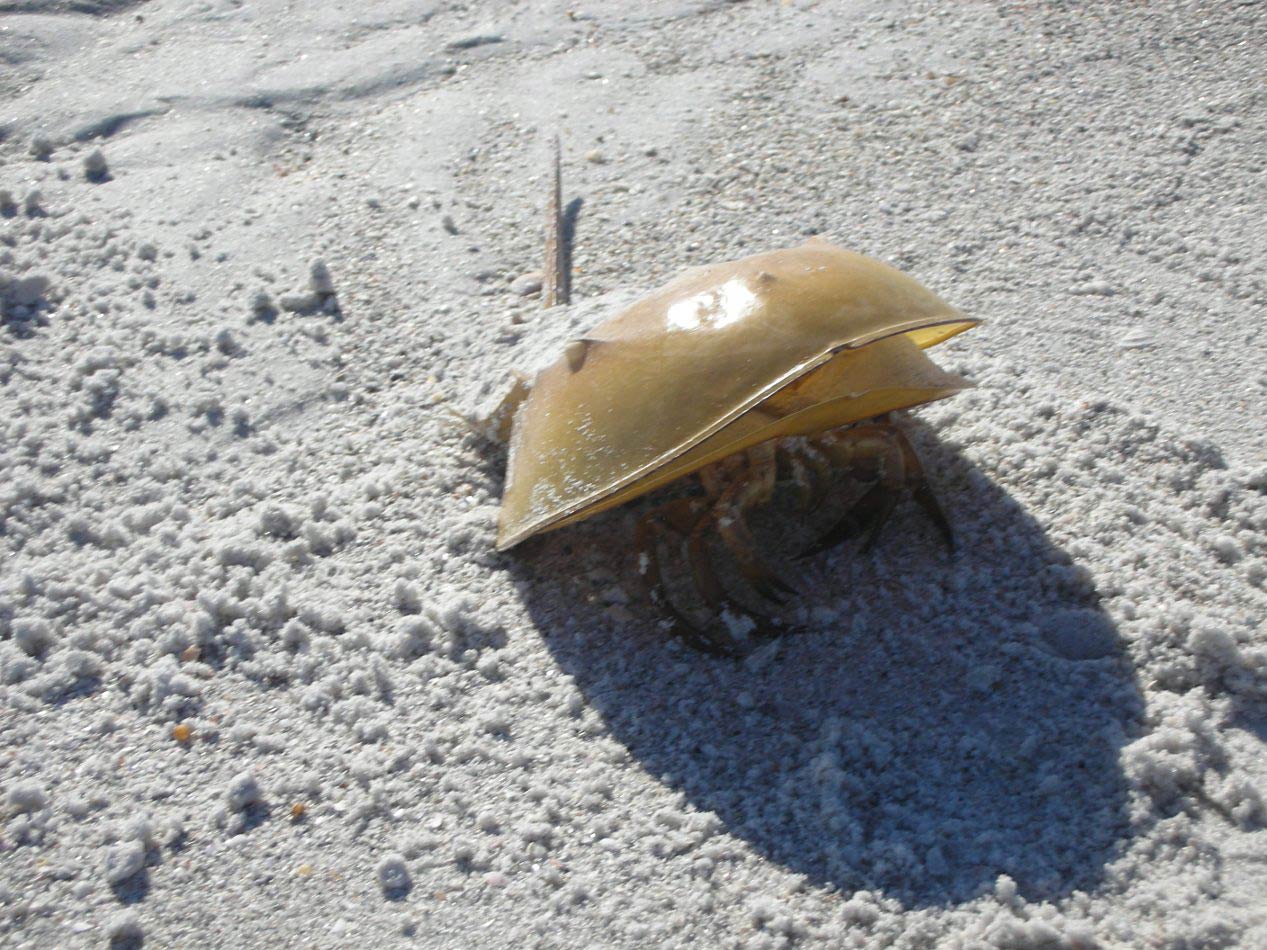 free Horseshoe Crab wallpaper wallpapers download