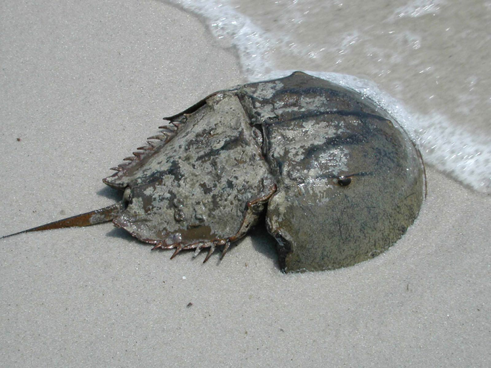 free Horseshoe Crab wallpaper wallpapers download