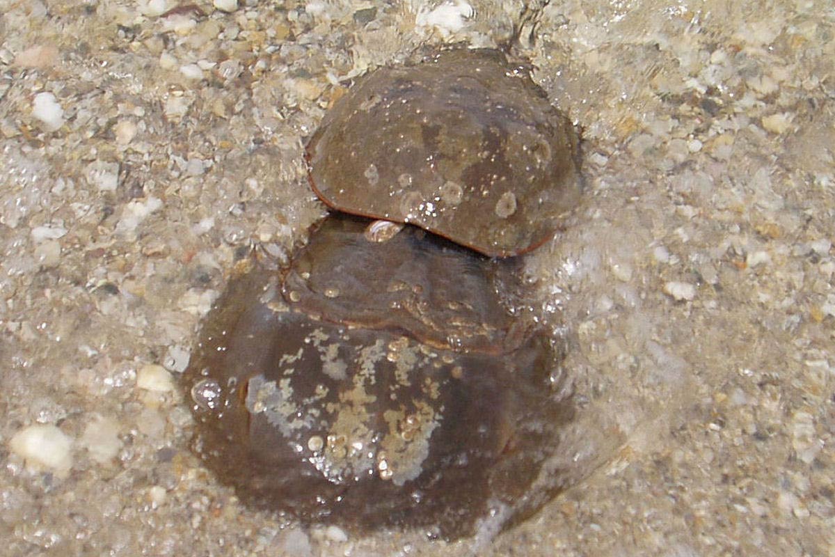 free Horseshoe Crab wallpaper wallpapers and background