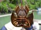 Horseshoe Crab wallpaper