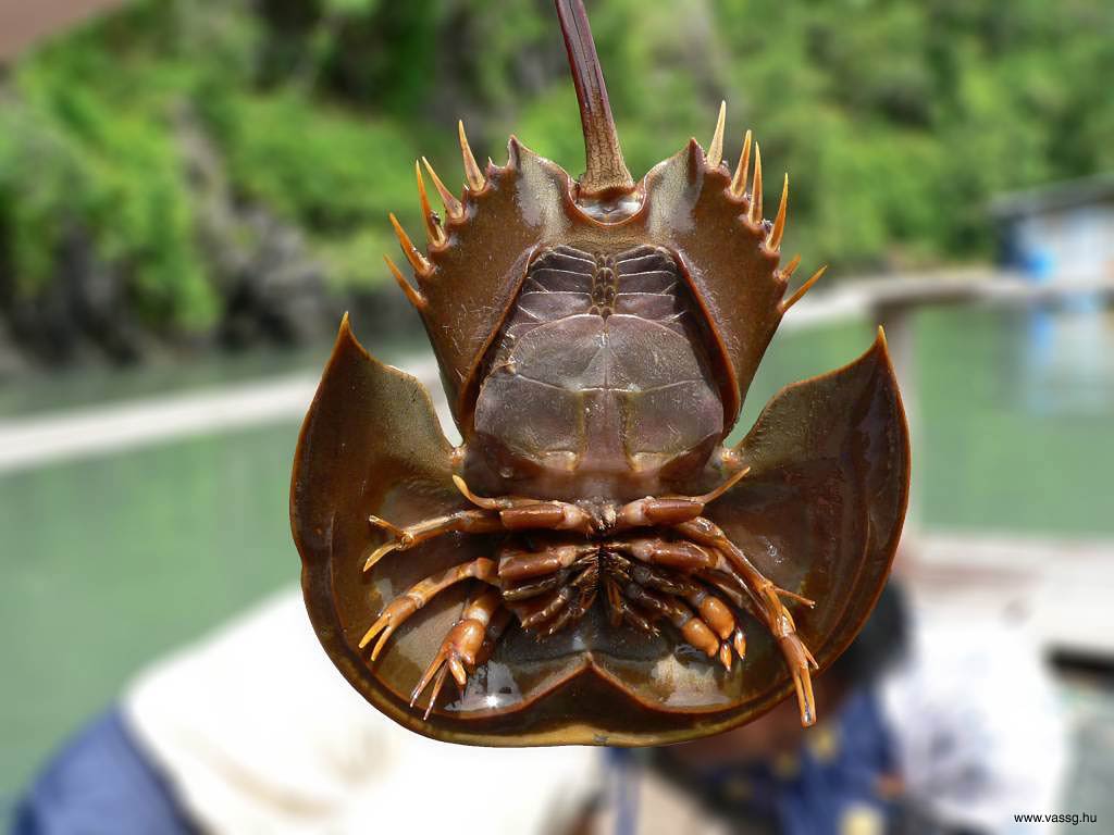 free Horseshoe Crab wallpaper wallpapers download