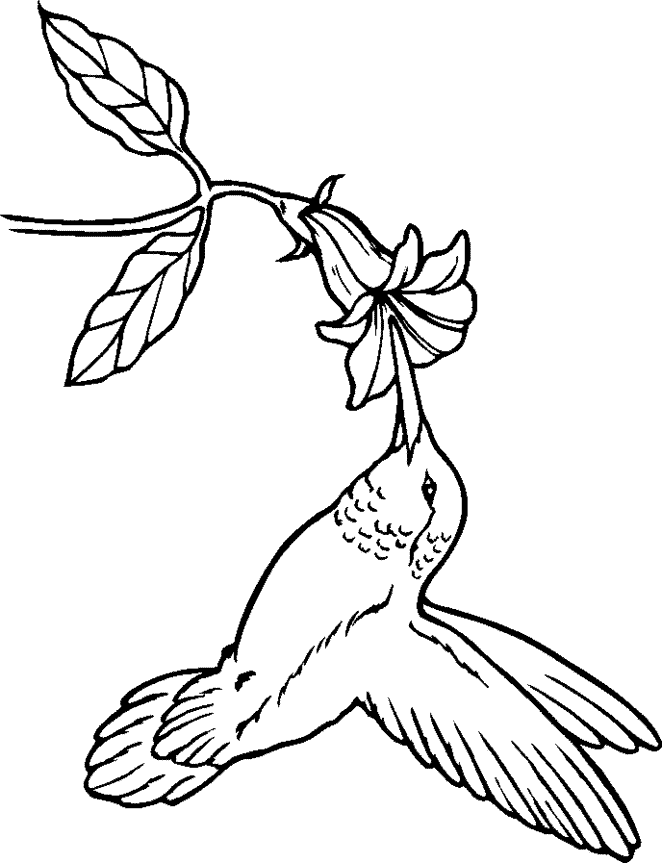 free Hummingbird coloring page