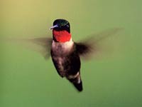 Hummingbird image