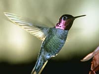 Hummingbird image