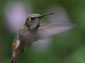 Hummingbird wallpaper