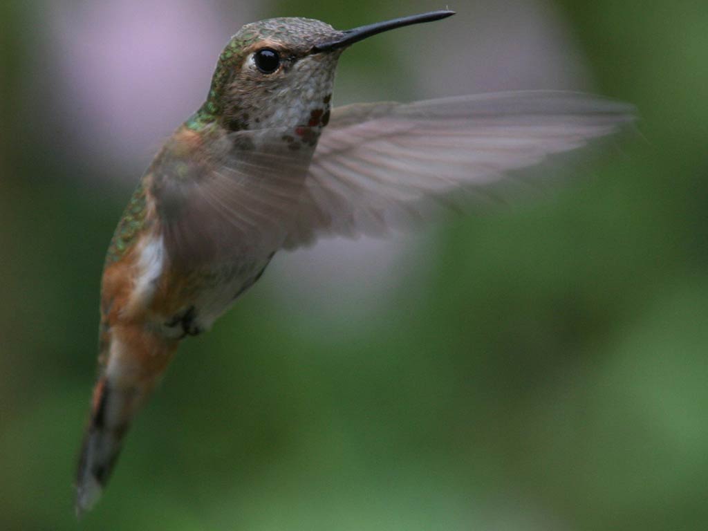 free Hummingbird wallpaper wallpapers download