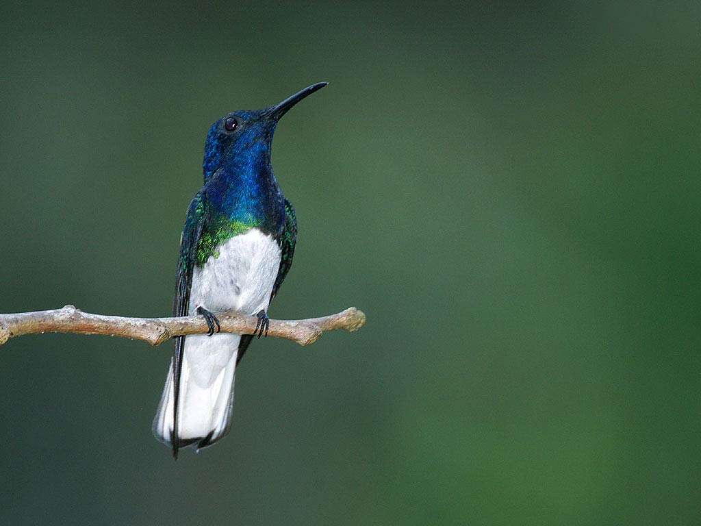 free Hummingbird wallpaper wallpapers download