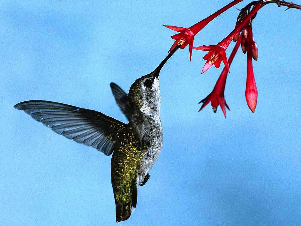 free Hummingbird wallpaper wallpapers download