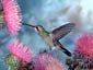 hummingbird wallpapers