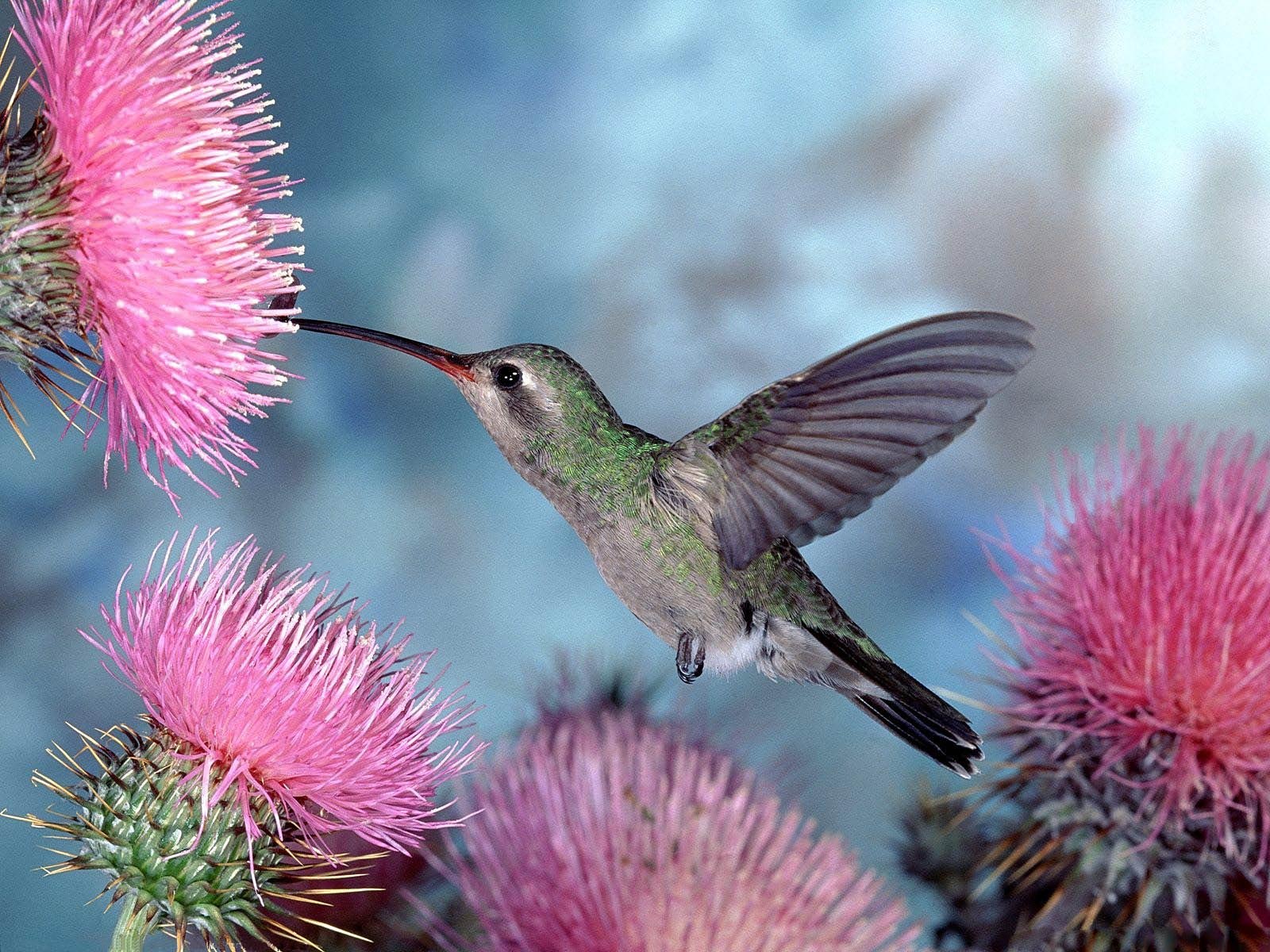 free Hummingbird wallpaper wallpapers and background