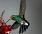 Hummingbird wallpaper