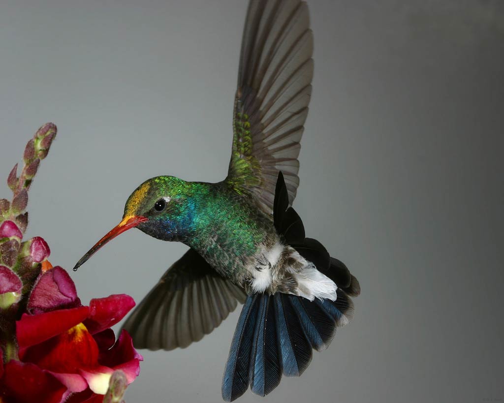 free Hummingbird wallpaper wallpapers download