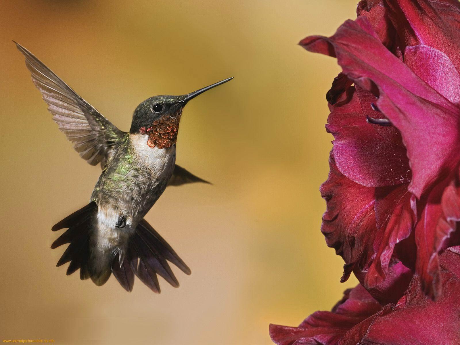 free Hummingbird desktop wallpaper wallpapers Desktop and Mobile