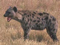 Hyena picture