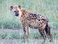 Hyena image