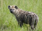 Hyena wallpaper