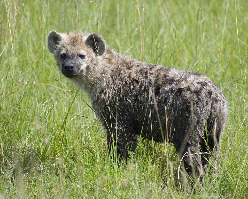 free Hyena wallpaper wallpapers download