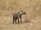 Hyena wallpaper
