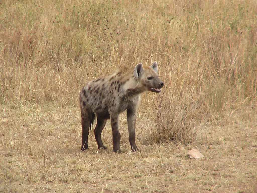 free Hyena wallpaper wallpapers and background
