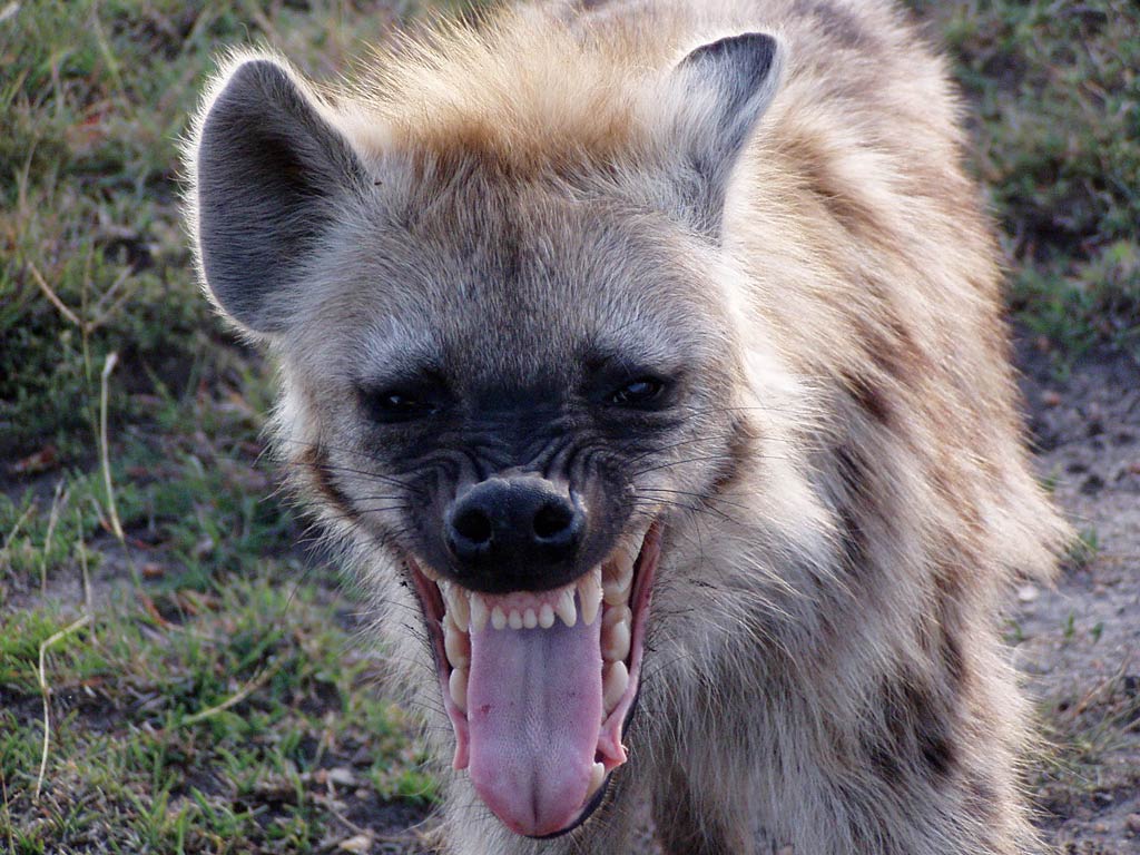 free Hyena wallpaper wallpapers download