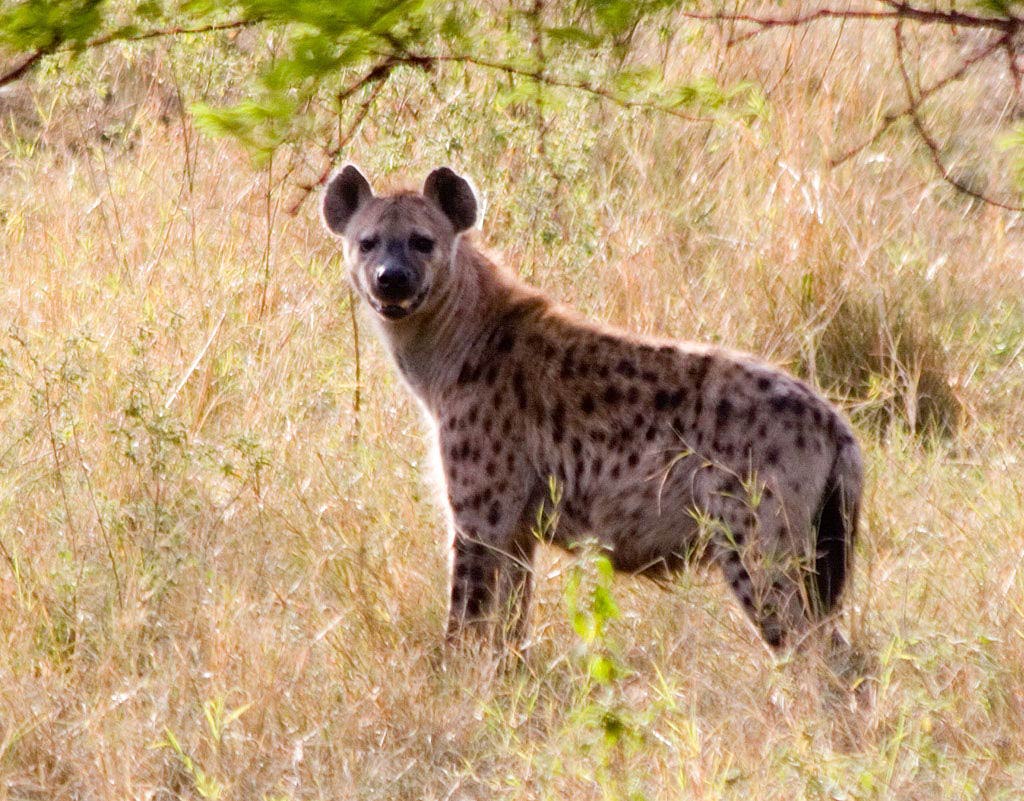 free Hyena desktop wallpaper wallpapers Desktop and Mobile