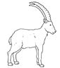 Ibex coloring page