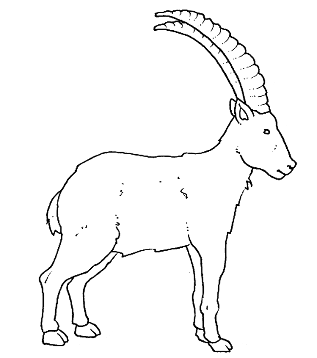 free Ibex coloring page