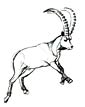 Ibex coloring page