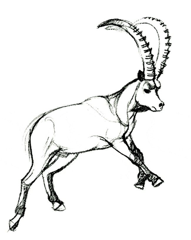 free Ibex coloring page