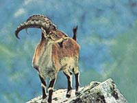 Ibex image